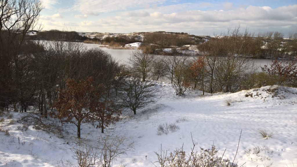 Winter in Meijendel