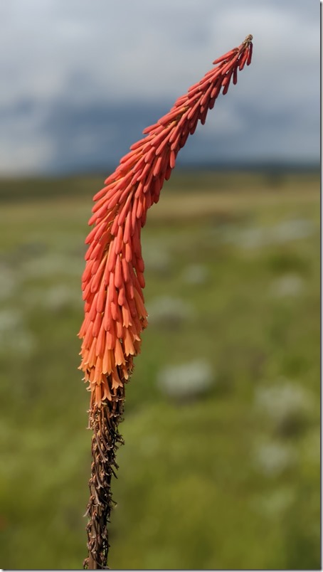 Kitulo National Park