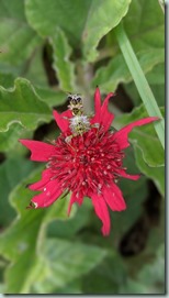 Beebalm