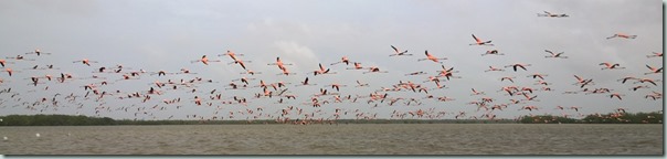 Flamingo's op Bigi Pan
