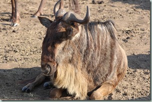 Wildebeest / Gnoe