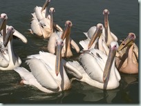 Bahir Dar - Pelicans on Lake Tana