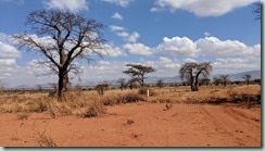 Baobab landscape