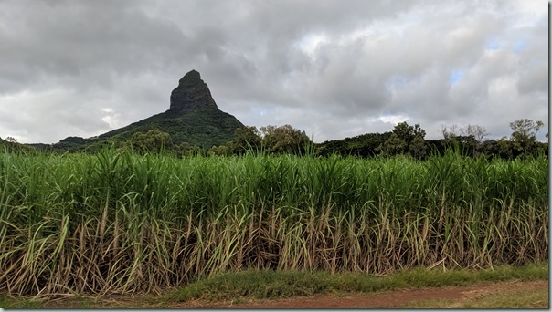 Sugarcane field