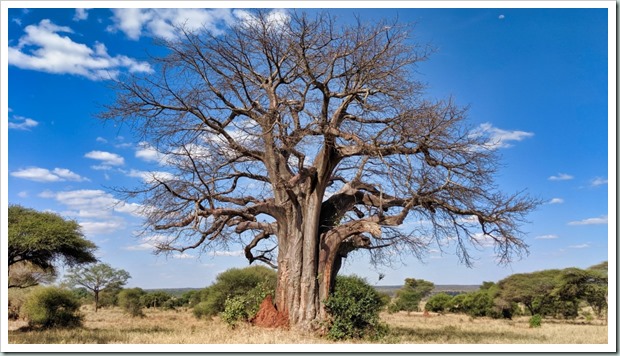 Baobab of apenbroodboom
