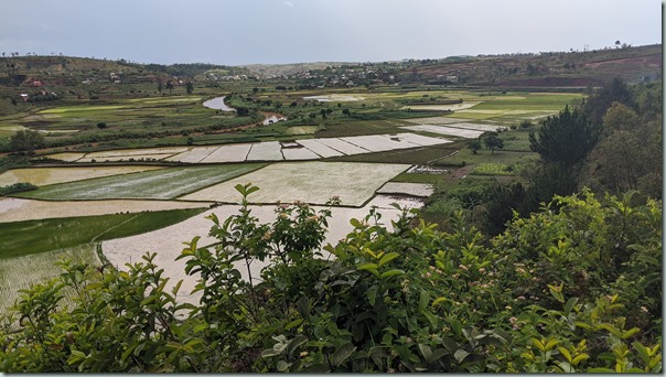 Rice fields