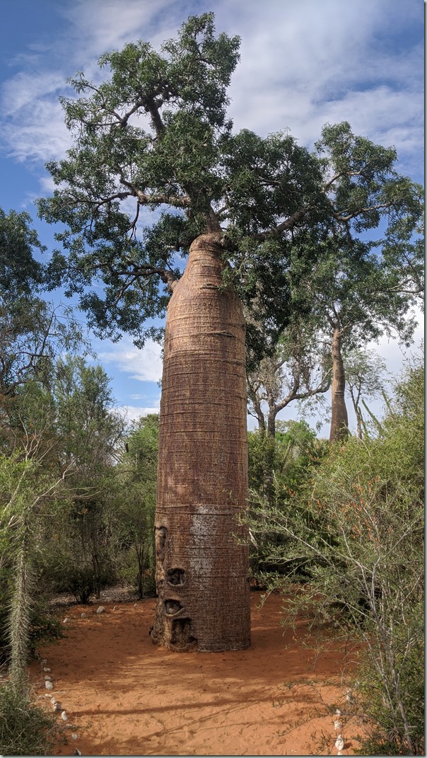 Bottle baobab