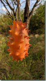 African Horned Cucumber