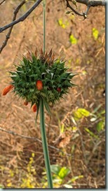 Leonotis nepetifolia