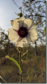 Hibiscus