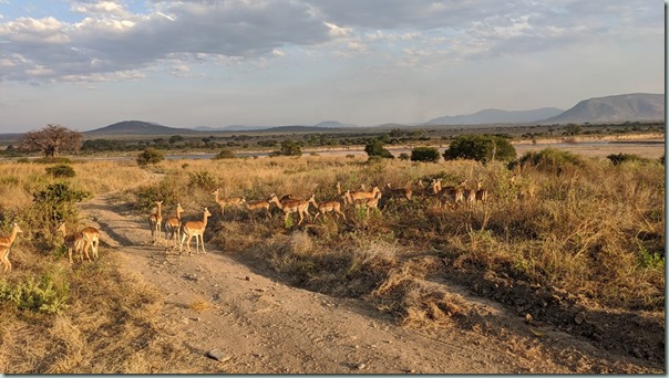 Impala's