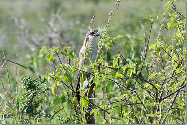 Which bird is this?