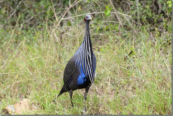 Vulturine guineafowl