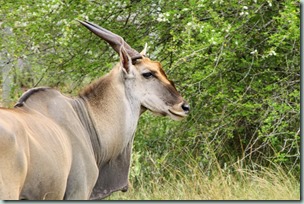 Eland