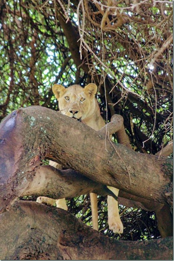 Tree climbing lion