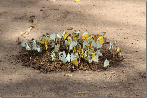 Butterflies on elephant poop