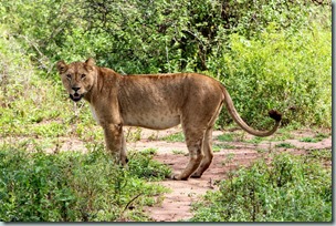 Tree climbing lion