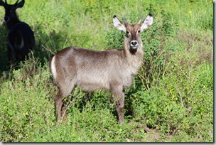 Waterbuck