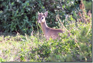 Dikdik