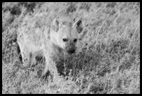 Hyena