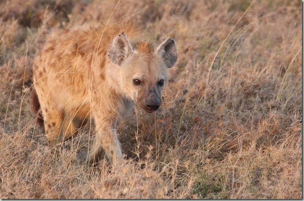 Hyena