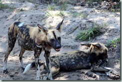 Wild Dogs