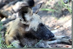 Wild Dog