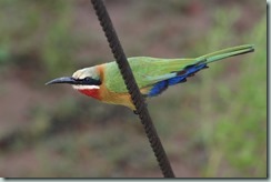 Bee-eater