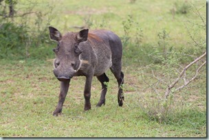 Warthog