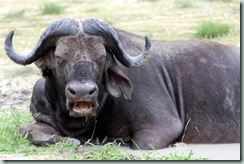 African Buffalo