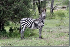 Zebra