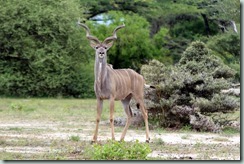 Greater Kudu