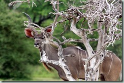 Greater Kudu