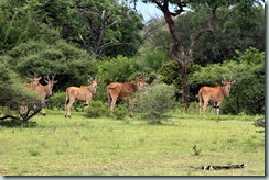 Eland