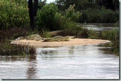 Crocodiles