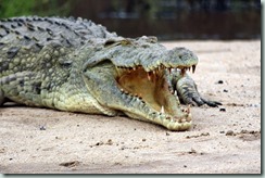 Crocodile