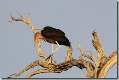 Marabou Stork (the undertaker)