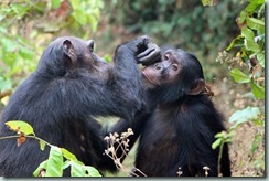 Grooming chimps
