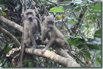Young baboons