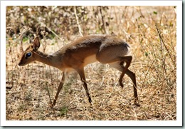 Dik-dik