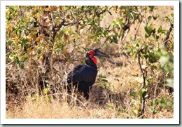 Southern Ground-hornbill