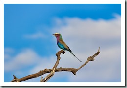 Lilac-breasted Roller