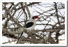 Von der Decken's Hornbill