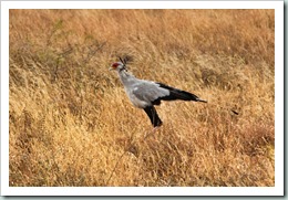 Secretarybird