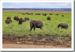 A flock of elephants