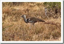 Kori Bustard