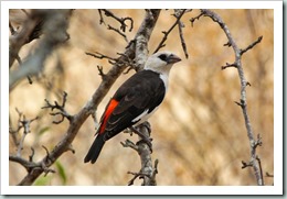 White-headed Buffalo-weaver