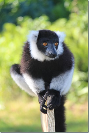 LemurOnAPole