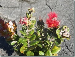 Ohia tree with Lehua blossom