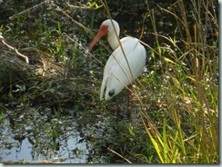 Everglades - White Ibis